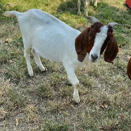 Bee Happy - Farmstay Camp خيمة فخمة Podlehnik